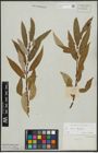 Foto von Salix alba L. x Salix fragilis L.